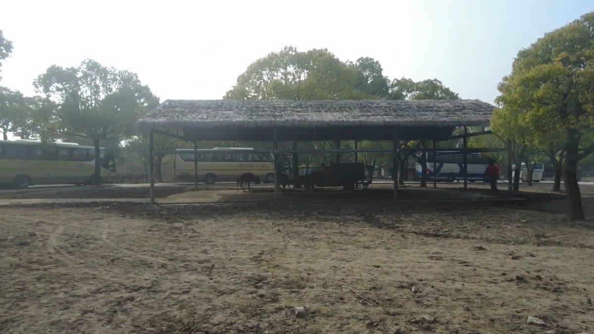 Thatched shelter and safari buses