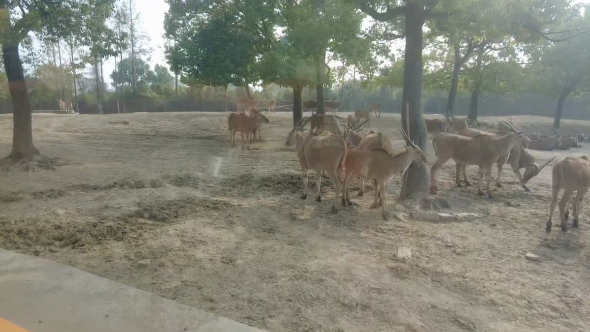 The antelope moving off across the enclosure beneath