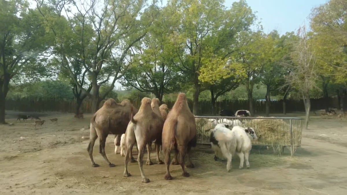 The camel herd from a little further off,