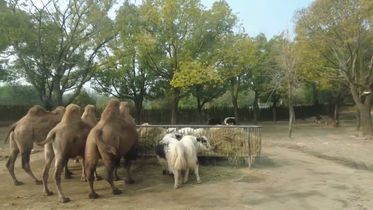 The camels grouped together at the feeder, sheep