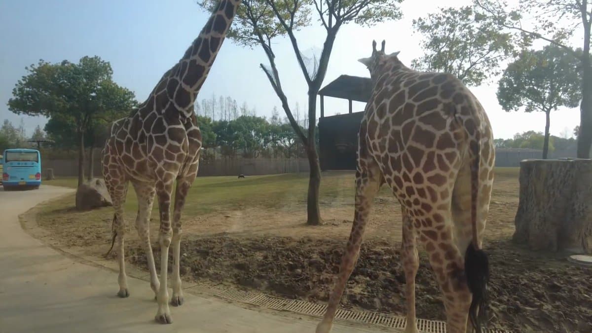 The giraffes from nearer still, heads up among
