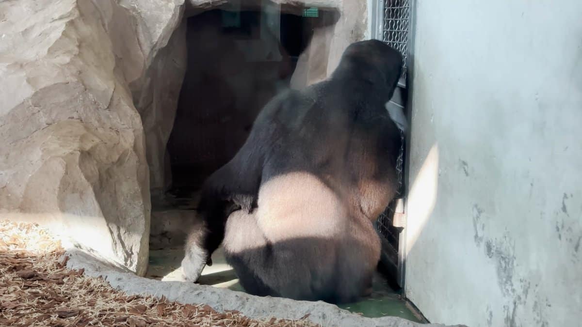 The gorilla turned away at the doorway, its