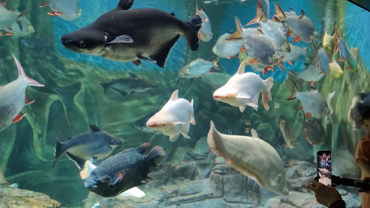 The same tank with a large dark fish