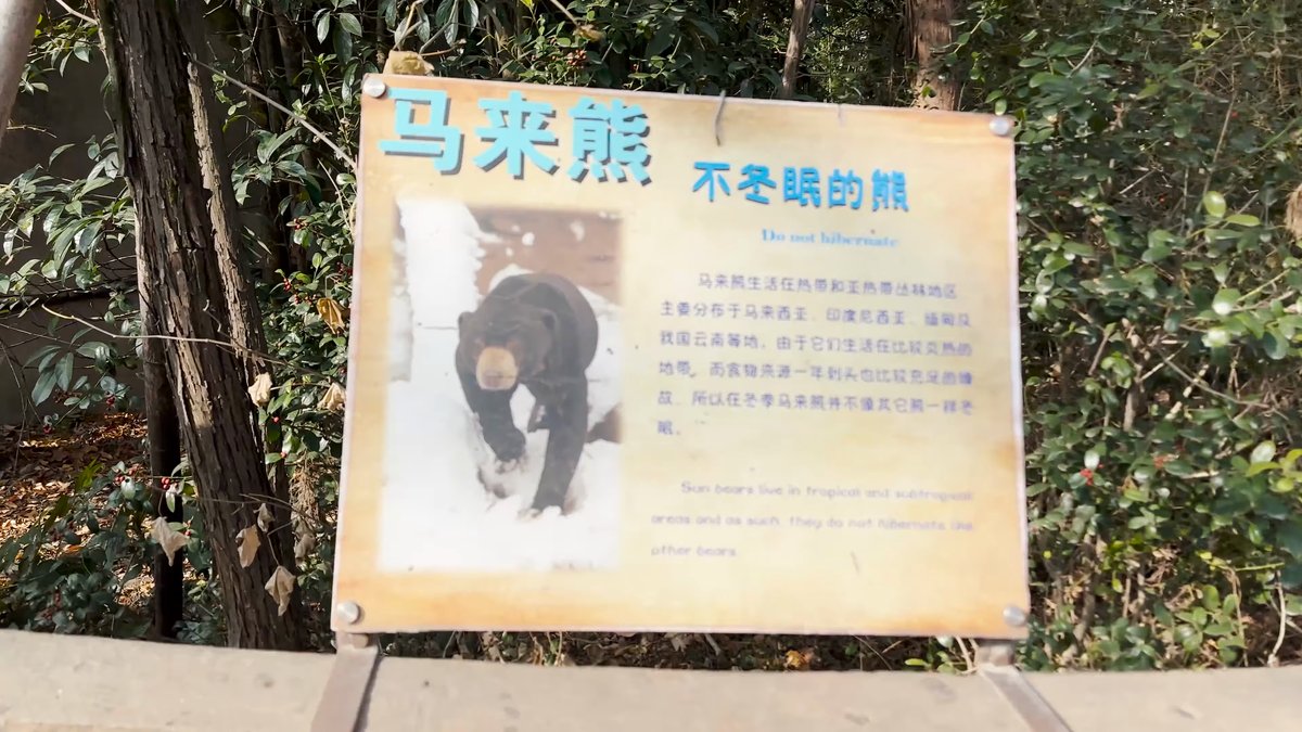 The sun bear sign 马来熊 不冬眠的熊 — the