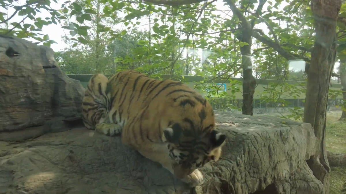The tiger lying down on the rockwork, head