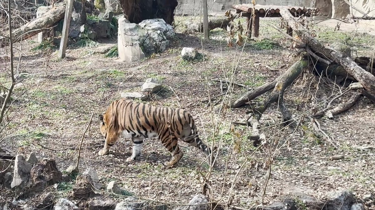 The tiger walking on from another angle.