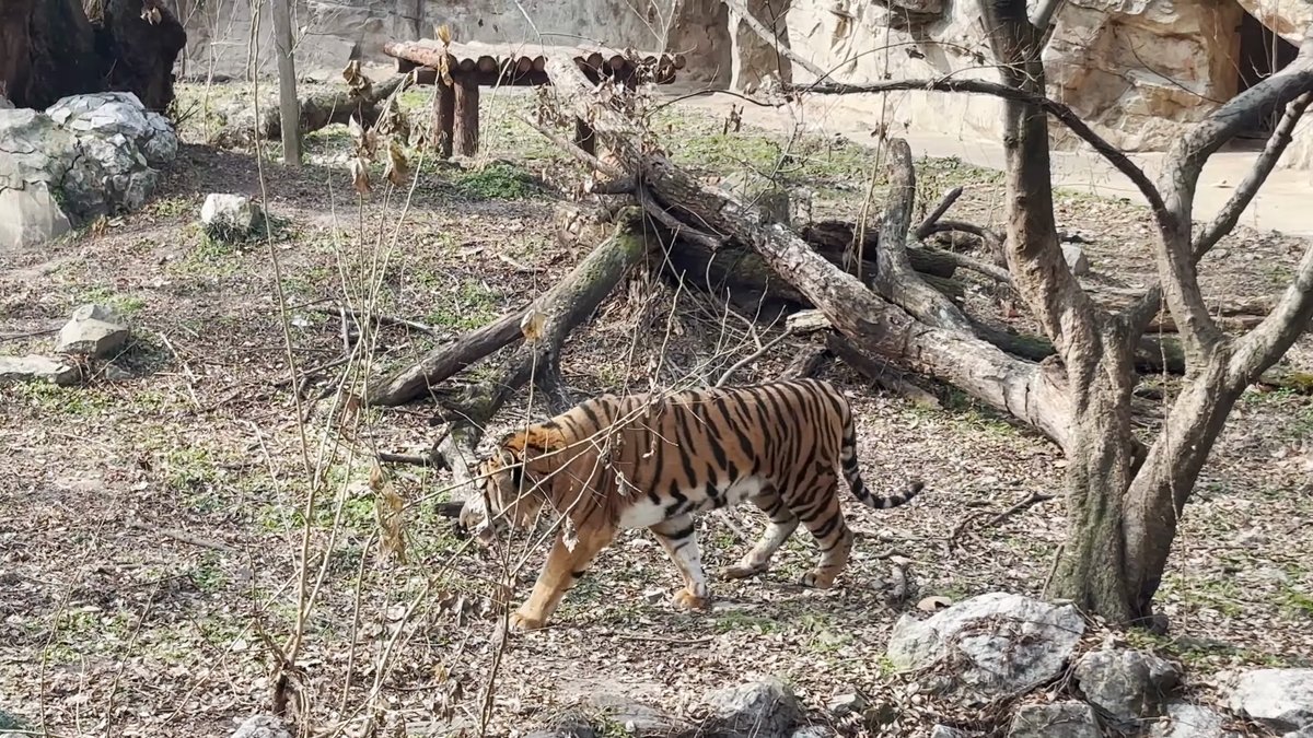 Tiger crossing in bright sunlight