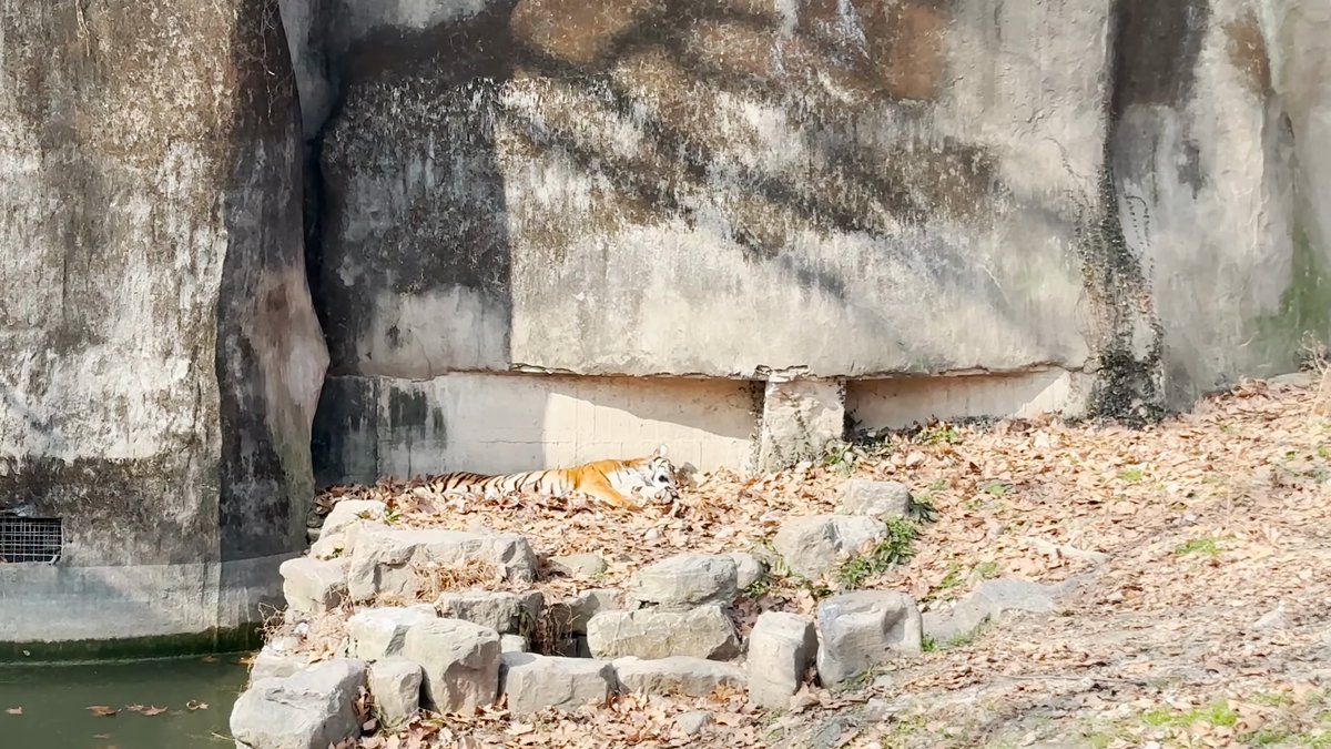 Tiger resting in the shade