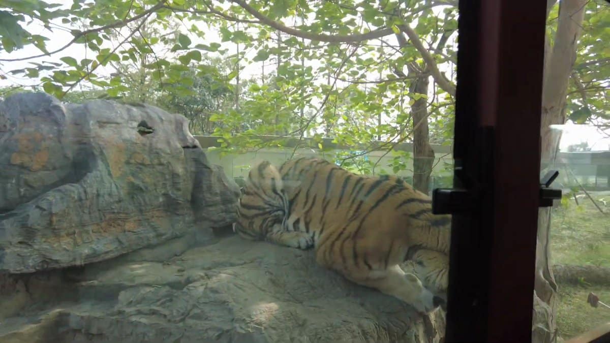 Tiger resting on the rocks