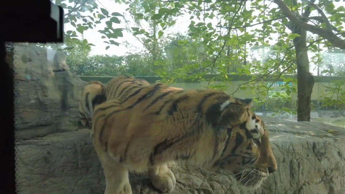 Tiger walking along a rocky ledge