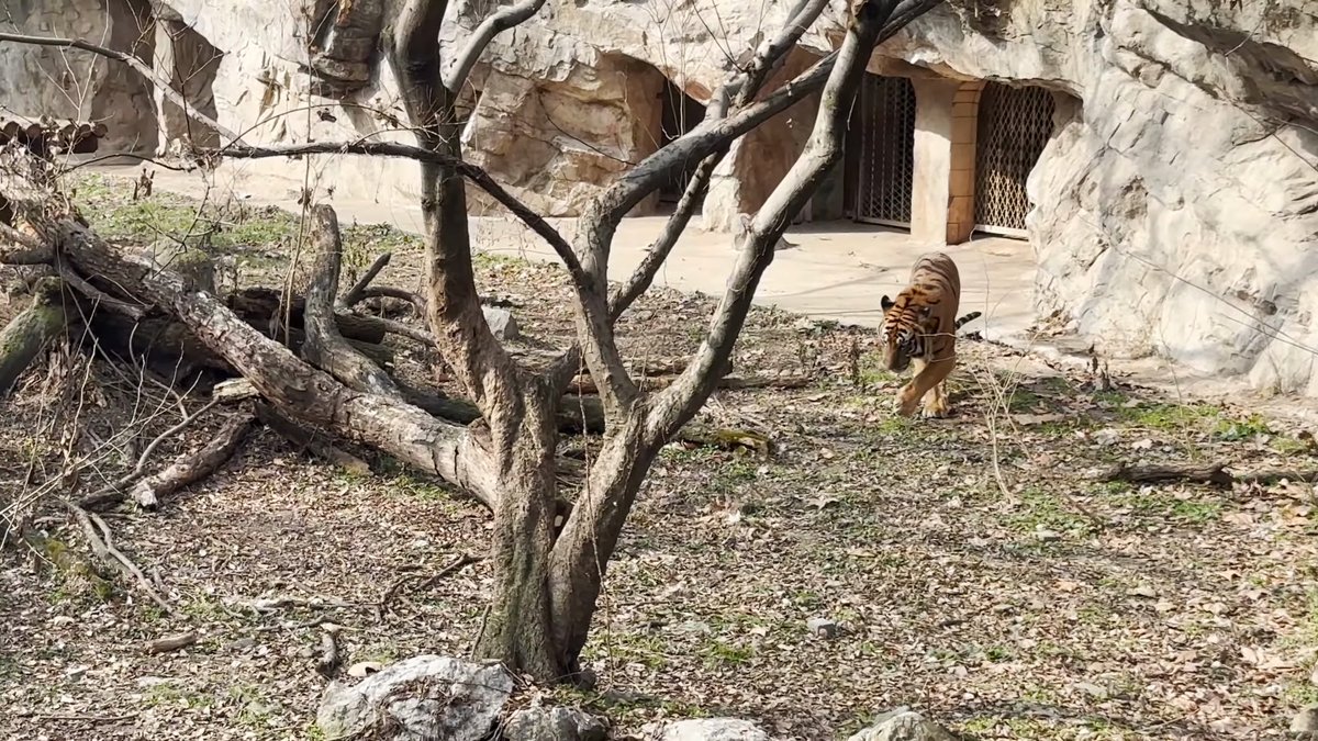 Tiger walking beneath bare trees