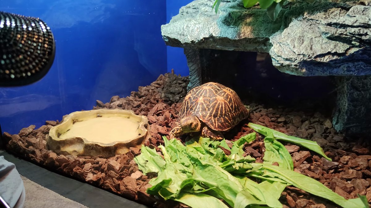 Tortoise in planted rock terrarium