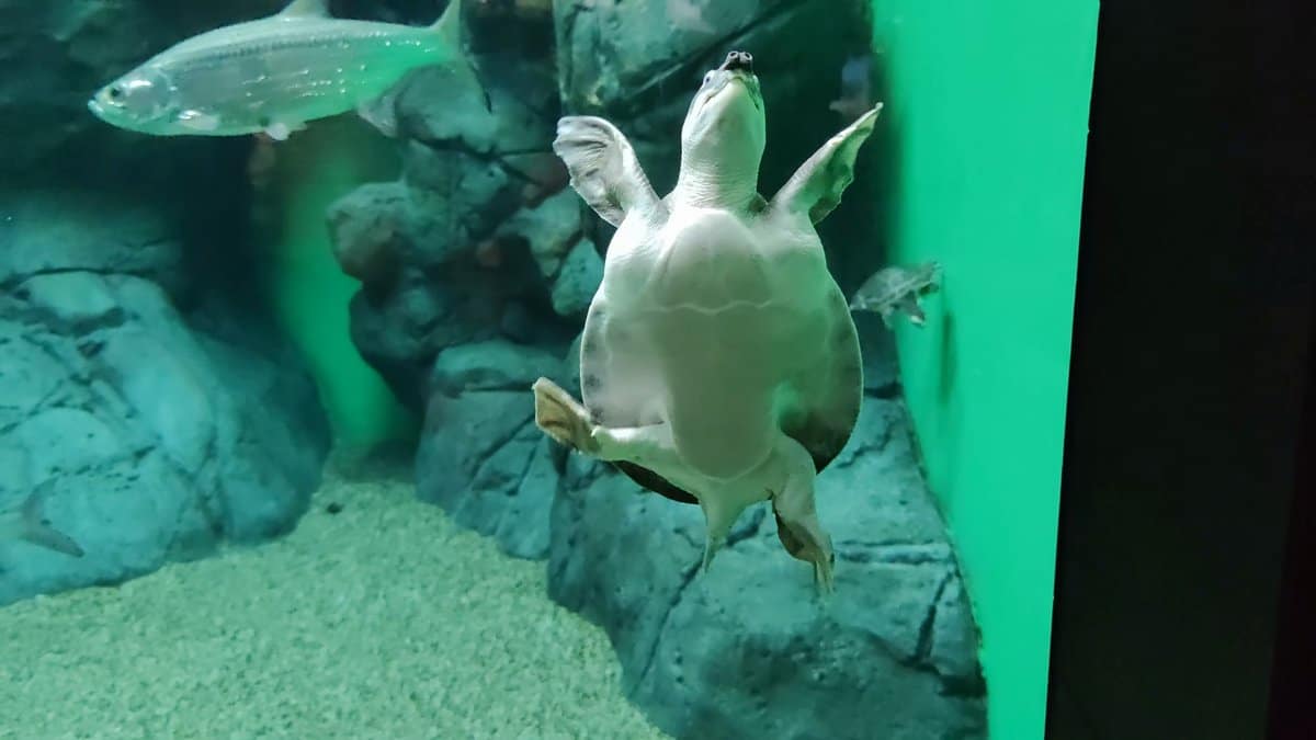 Turtle swimming among tank rocks