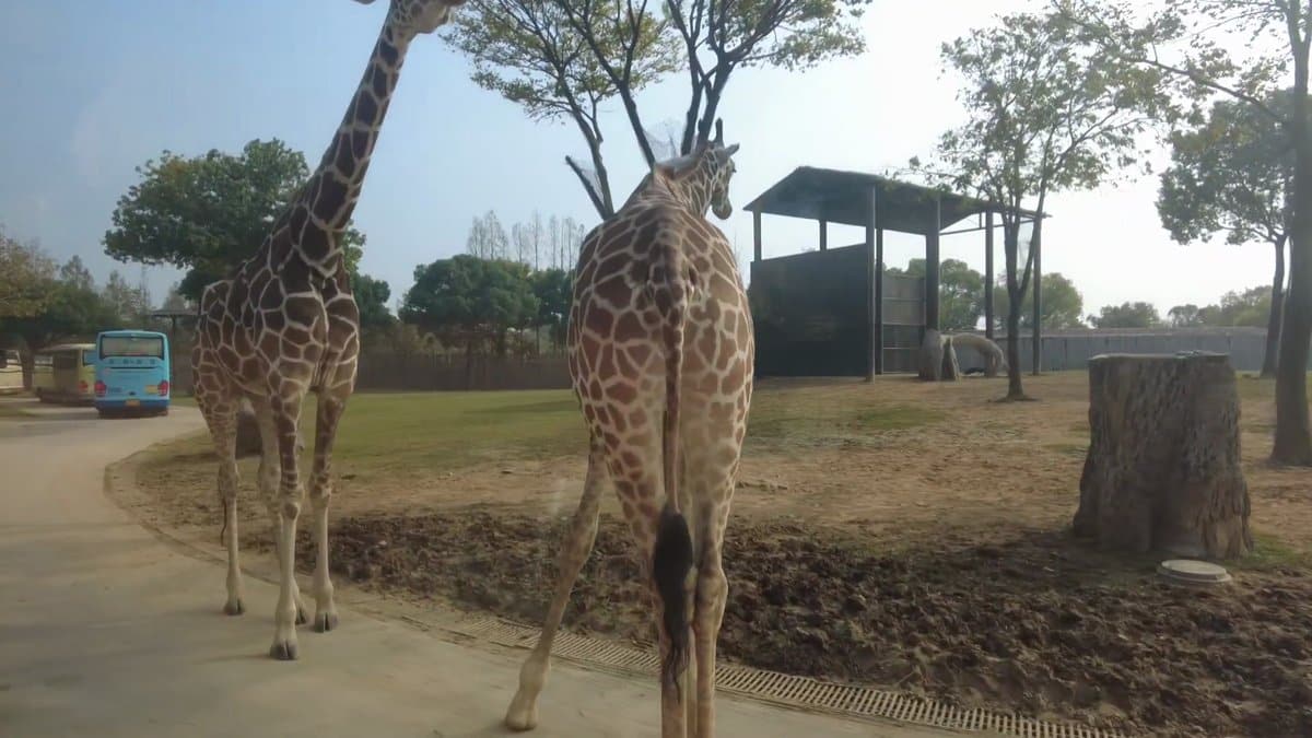 Two giraffes close to the bus