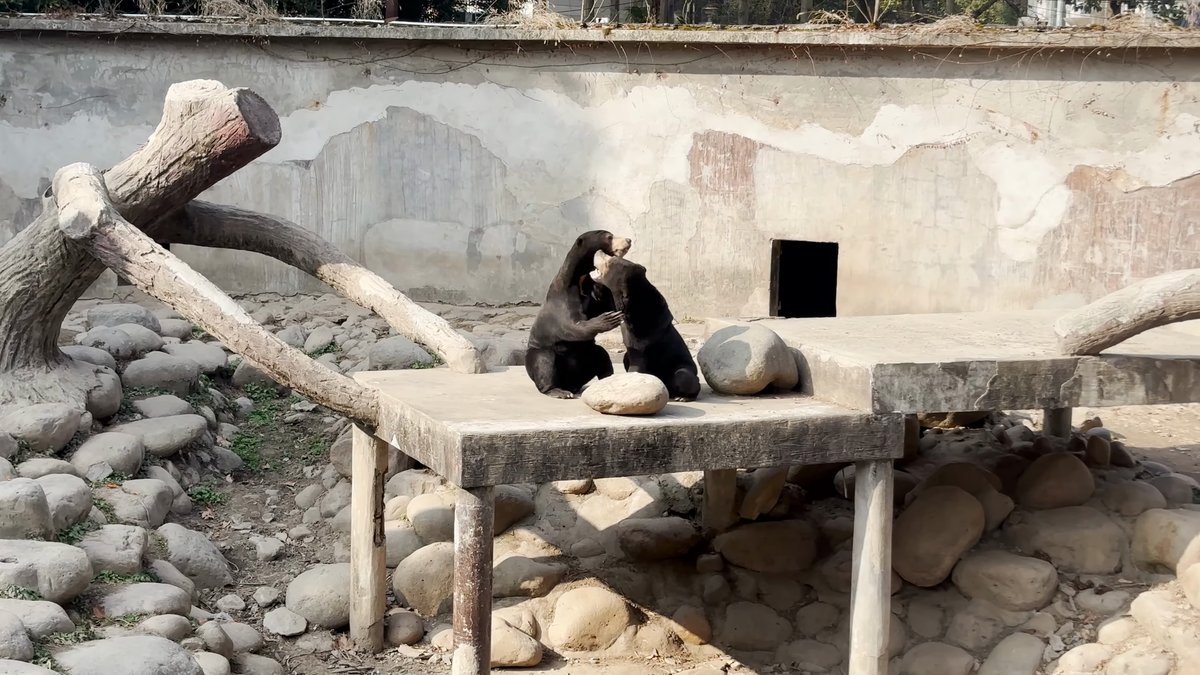 Two sun bears on a platform