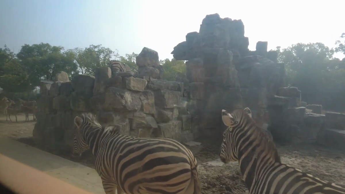 Two zebras beside stone ruins