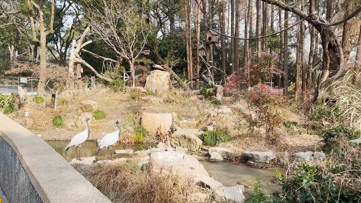 White cranes in a rocky enclosure