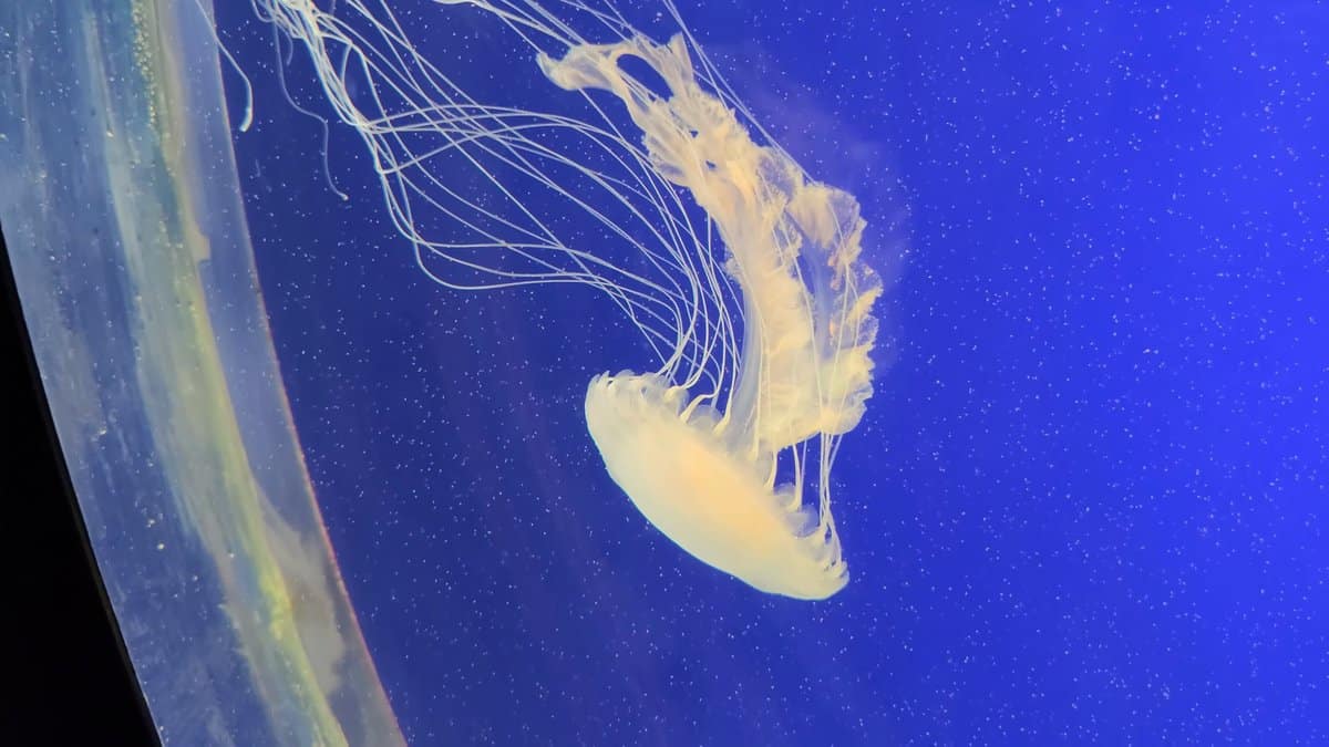 White jellyfish trailing long tentacles