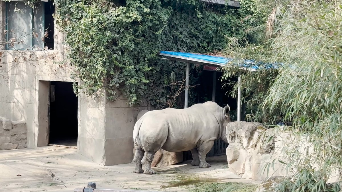 White rhinoceros beside its shelter