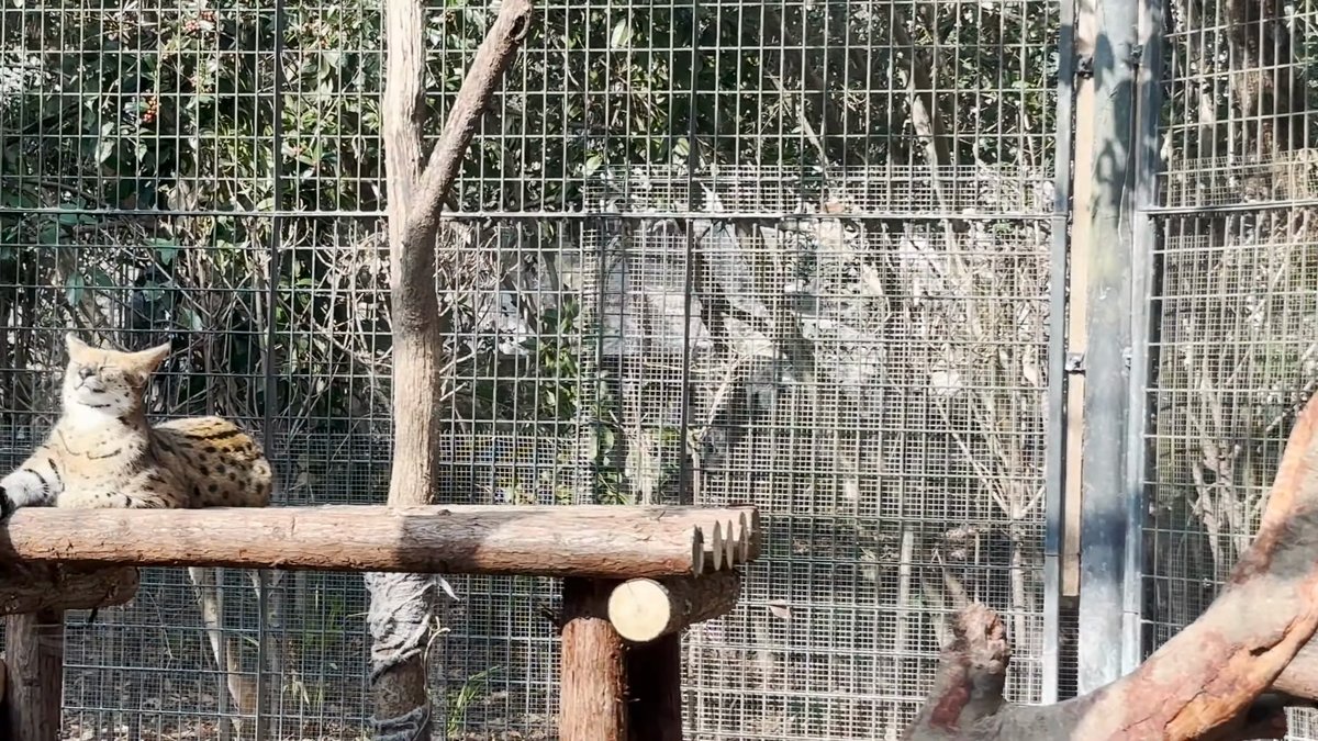 Wild cat sitting behind the mesh
