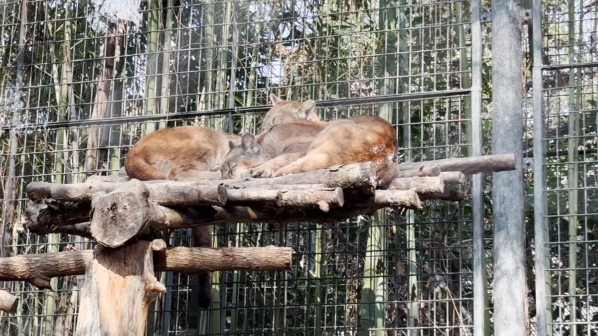 Wild cats asleep in a heap