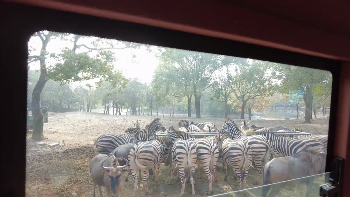 Zebras and ostriches clustered together