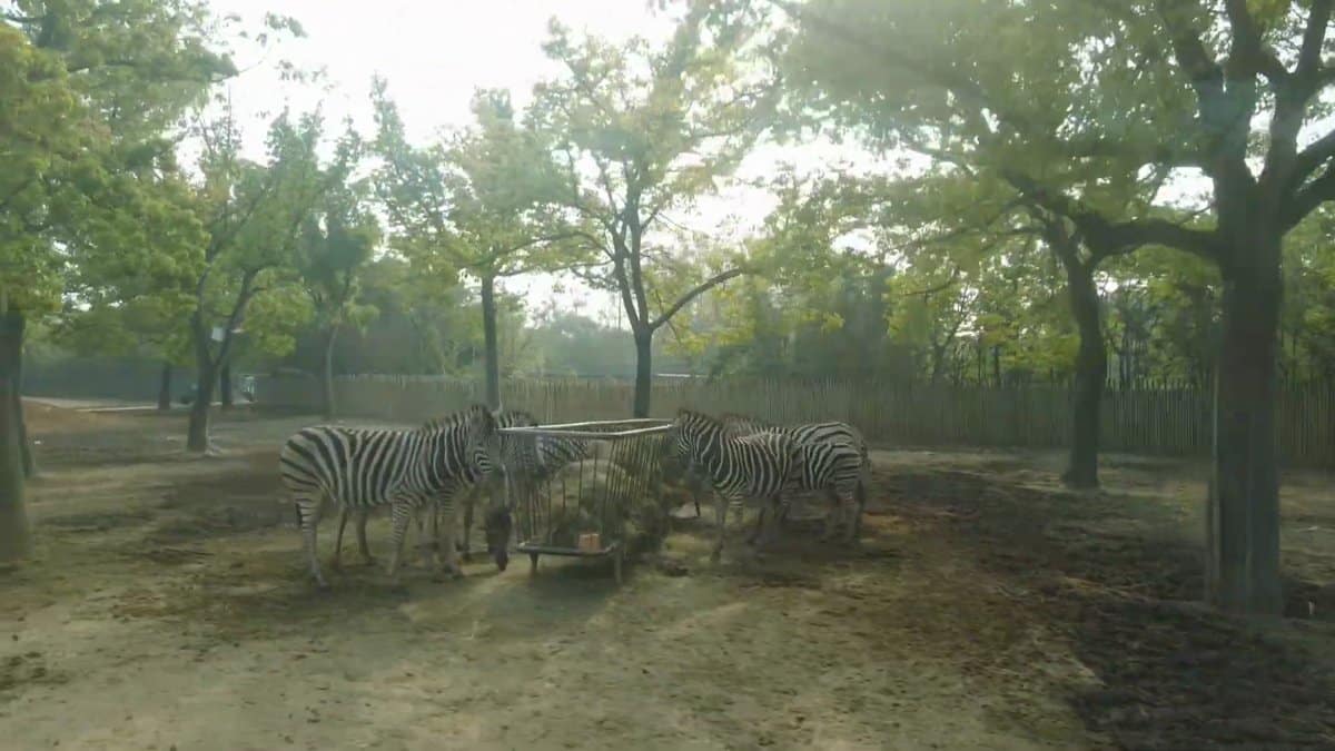 Zebras grazing among hazy trees